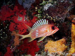 This image of a Squirrelfish was taken in 2006 in Cozumel... by Steven Anderson 